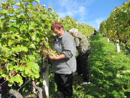 Člani TND Razkrižje obdelujejo vinograd v Šprincu 13